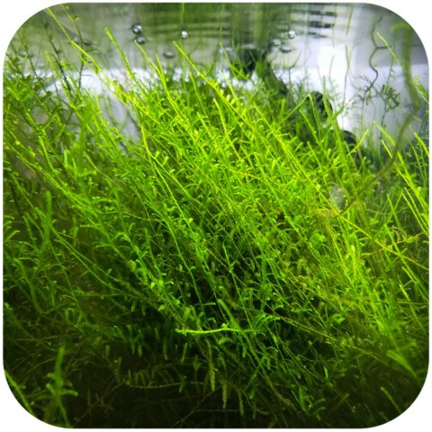 Eco Plant - Taiwan Moss - InVitro mały kubek Eco Plant - Taiwan Moss - InVitro mały kubek