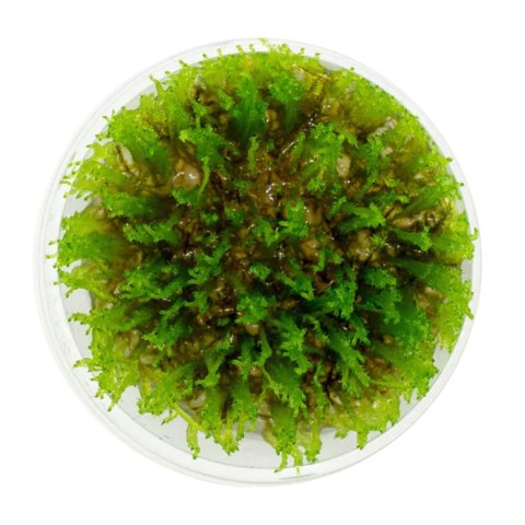 Eco Plant - Taiwan Moss - InVitro mały kubek Eco Plant - Taiwan Moss - InVitro mały kubek