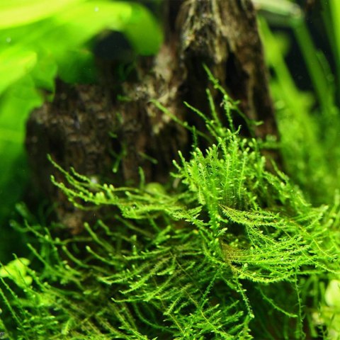 Eco Plant - Taiwan Moss - InVitro mały kubek Eco Plant - Taiwan Moss - InVitro mały kubek
