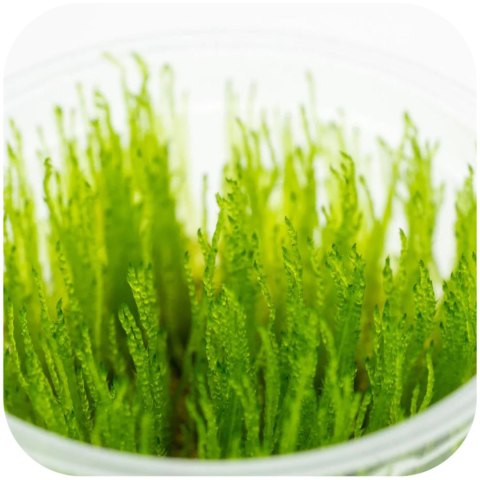 Eco Plant - Taiwan Moss - InVitro mały kubek Eco Plant - Taiwan Moss - InVitro mały kubek