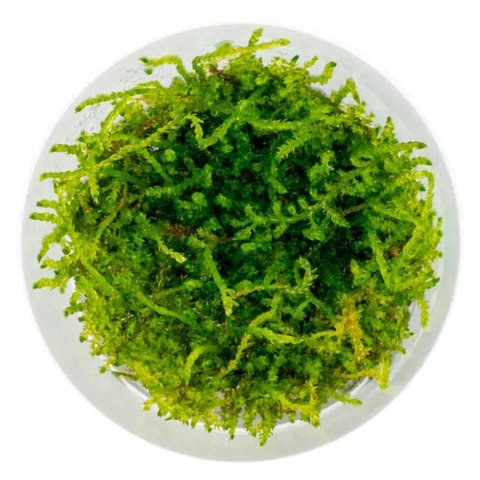 Eco Plant - Weeping Moss - InVitro mały kubek Eco Plant - Weeping Moss - InVitro mały kubek