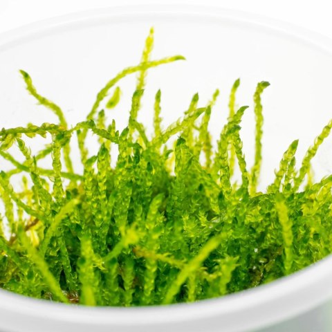 Eco Plant - Weeping Moss - InVitro mały kubek Eco Plant - Weeping Moss - InVitro mały kubek