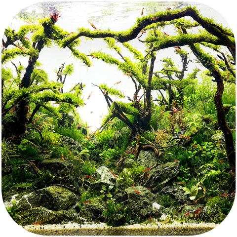Shizen Essence J-roots L - duże korzenie japońskie Mizube i Ryuboku Shizen Essence J-roots L - duże korzenie japońskie Mizube i Ryuboku