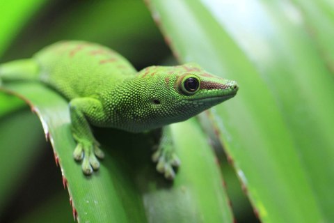 Repti-Zoo Terrarium AK 21x21x20