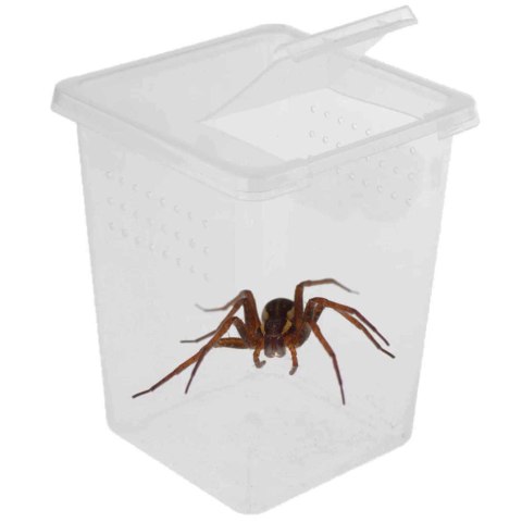 Terrario Insect Box High - plastikowe terrarium 9x9x11cm Terrario Insect Box High - plastikowe terrarium 9x9x11cm