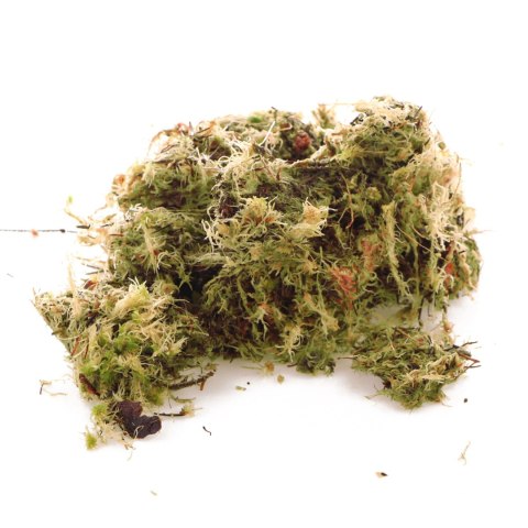 Komodo Habitat Moss 3l - żywy mech torfowiec 400g Komodo Habitat Moss 3l - żywy mech torfowiec 400g