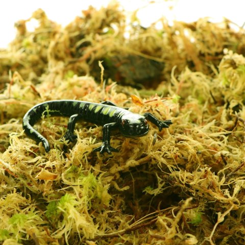Komodo Habitat Moss 3l - żywy mech torfowiec 400g Komodo Habitat Moss 3l - żywy mech torfowiec 400g