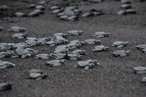 EXO TERRA Black Sand 4,5kg - piasek pustynny czarny EXO TERRA Black Sand 4,5kg - piasek pustynny czarny