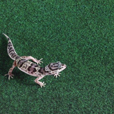 Komodo Reptile Carpet - podłoże do terrarium 120x60cm Komodo Reptile Carpet - podłoże do terrarium 120x60cm