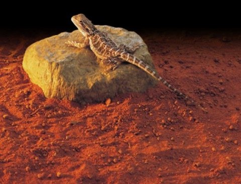 Exo Terra Heat Wave Rock M - kamień grzejący Exo Terra Heat Wave Rock M - kamień grzejący
