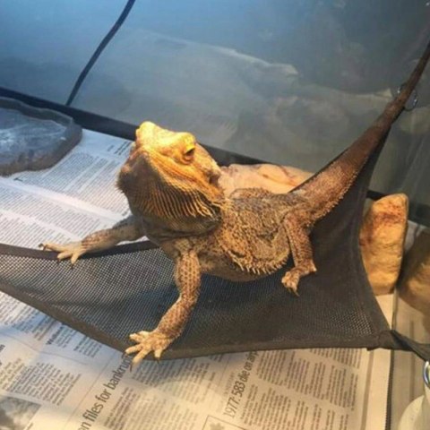 Repti-Zoo Hammock L - hamak dla gadów Repti-Zoo Hammock L - hamak dla gadów