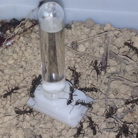 Ant Expert Drinking Ant - poidło do formikarium Ant Expert Drinking Ant - poidło do formikarium