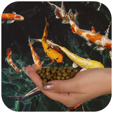 Glopex Premium Algen Feed - pokarm i witaminy dla ryb z spiruliną Glopex Premium Algen Feed - pokarm i witaminy dla ryb z spiruliną