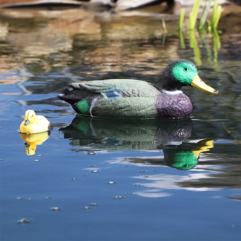 Oase Pond Figures Duck Drake - pływająca ozdoba Oase Pond Figures Duck Drake - pływająca ozdoba