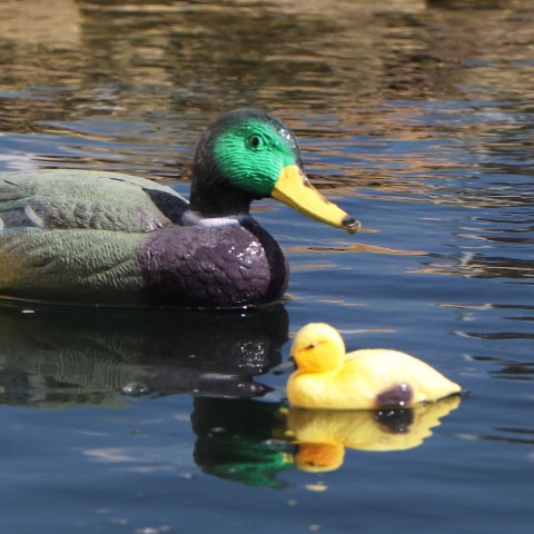 Oase Pond Figures Duck Drake - pływająca ozdoba Oase Pond Figures Duck Drake - pływająca ozdoba