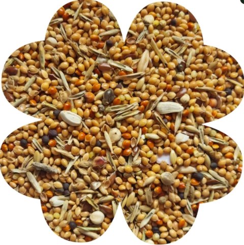 Alegia Enjoy pokarm dla papugi falistej 900g Alegia Enjoy pokarm dla papugi falistej 900g