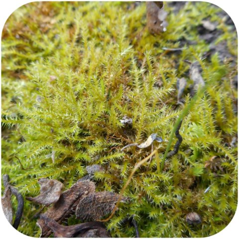 Eco Plant - Amblystegium serpens - mech tropikalny