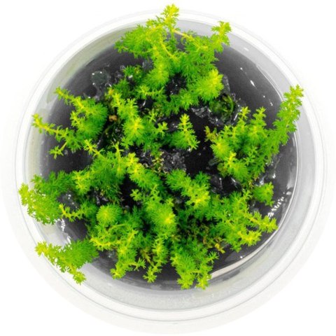 Eco Plant - roślina invitro mini kubek - myriophyllum guyana Eco Plant - roślina invitro mini kubek - myriophyllum guyana