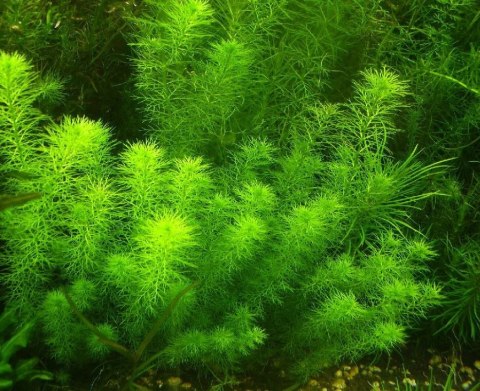 Eco Plant - roślina invitro mini kubek - myriophyllum guyana Eco Plant - roślina invitro mini kubek - myriophyllum guyana