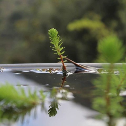 Eco Plant - roślina invitro mini kubek - myriophyllum guyana Eco Plant - roślina invitro mini kubek - myriophyllum guyana