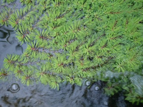 Eco Plant - roślina invitro mini kubek - myriophyllum guyana Eco Plant - roślina invitro mini kubek - myriophyllum guyana