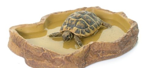 Repti-Zoo miska na pokarm L 19x13x4 cm Repti-Zoo miska na pokarm L 19x13x4 cm