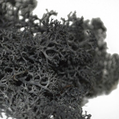 Secret Live Moss Black - Mech Żywy porcja 5g Secret Live Moss Black - Mech Żywy porcja 5g