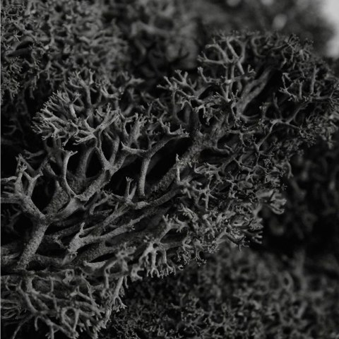 Secret Live Moss Black - Mech Żywy porcja 5g Secret Live Moss Black - Mech Żywy porcja 5g