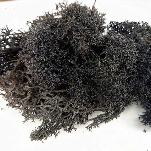 Secret Live Moss Black - Mech Żywy porcja 5g Secret Live Moss Black - Mech Żywy porcja 5g