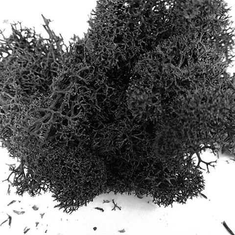 Secret Live Moss Black - Mech Żywy porcja 5g Secret Live Moss Black - Mech Żywy porcja 5g