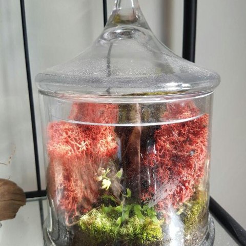 Secret Live Moss Deep Orange - Mech Żywy porcja 5g