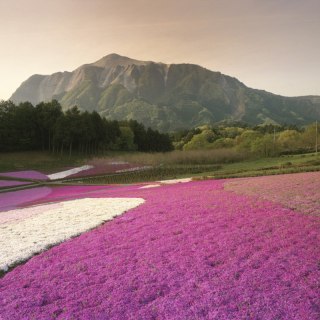 Secret Live Moss Lavender Violet - Mech Żywy porcja 5g
