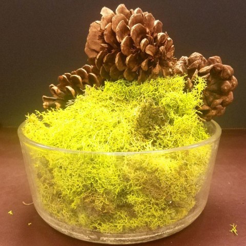 Secret Live Moss Sunflower Yellow - Mech Żywy porcja 5g Secret Live Moss Sunflower Yellow - Mech Żywy porcja 5g