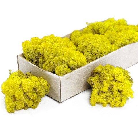 Secret Live Moss Sunflower Yellow - Mech Żywy porcja 5g Secret Live Moss Sunflower Yellow - Mech Żywy porcja 5g