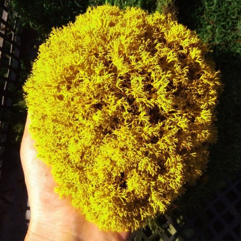 Secret Live Moss Sunflower Yellow - Mech Żywy porcja 5g Secret Live Moss Sunflower Yellow - Mech Żywy porcja 5g
