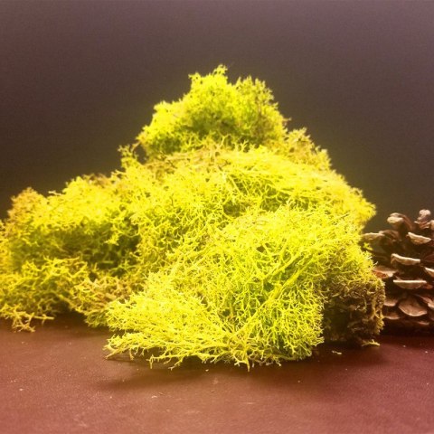 Secret Live Moss Sunflower Yellow - Mech Żywy porcja 5g Secret Live Moss Sunflower Yellow - Mech Żywy porcja 5g