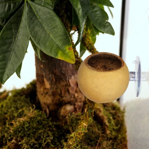 Terrario Hang Bowl Natural - łupina miska wisząca z przyssawką Terrario Hang Bowl Natural - łupina miska wisząca z przyssawką