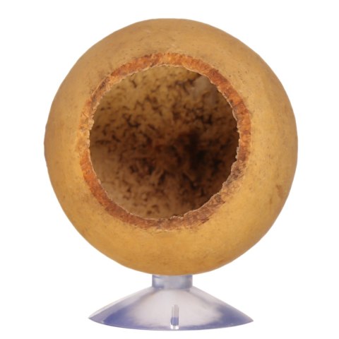 Terrario Hang Bowl Natural - łupina miska wisząca z przyssawką Terrario Hang Bowl Natural - łupina miska wisząca z przyssawką