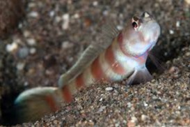 Amblyeleotris Diagonalis (Babka Kopiąca)