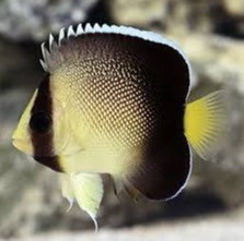 Apolemichthys xanthurus
