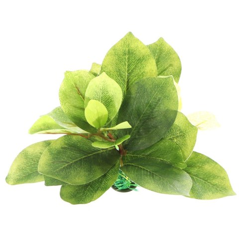 Bello Plant - Double Ficus - roślina M do obrazów 3D