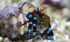 Calcinus elegans - krab pustelnik