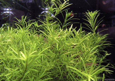 Eco Plant - Rotala Nanjenshan - InVitro mały kubek Eco Plant - Rotala Nanjenshan - InVitro mały kubek