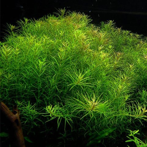Eco Plant - Rotala Nanjenshan - InVitro mały kubek Eco Plant - Rotala Nanjenshan - InVitro mały kubek
