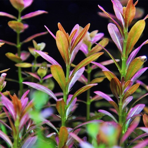 Eco Plant - Rotala Yao Yai - roślina invitro mały kubek Eco Plant - Rotala Yao Yai - roślina invitro mały kubek