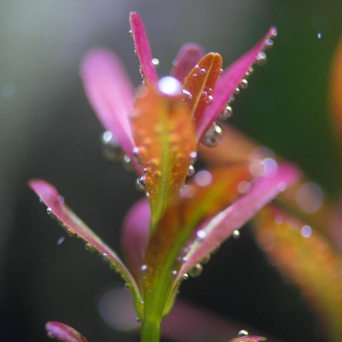 Eco Plant - Rotala Yao Yai - roślina invitro mały kubek Eco Plant - Rotala Yao Yai - roślina invitro mały kubek