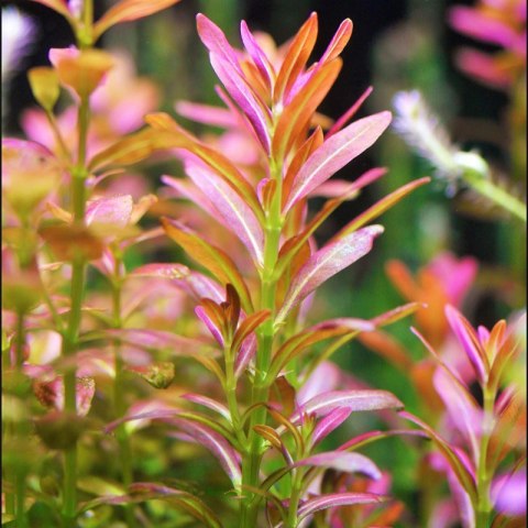 Eco Plant - Rotala Yao Yai - roślina invitro mały kubek Eco Plant - Rotala Yao Yai - roślina invitro mały kubek