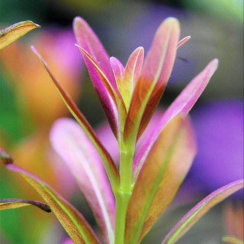 Eco Plant - Rotala Yao Yai - roślina invitro mały kubek Eco Plant - Rotala Yao Yai - roślina invitro mały kubek