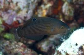 Halichoeres marginatus