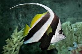 Heniochus Acuminatus